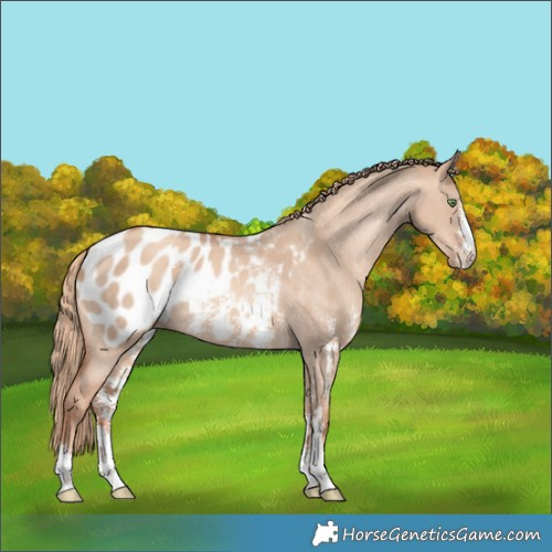 Horse Color:Gold Champagne Dun Sabino Blanket 