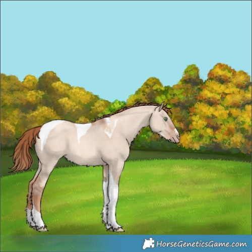 Horse Color:Gold Champagne Dun Tobiano