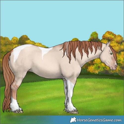 Horse Color:Gold Champagne Dun Tobiano 