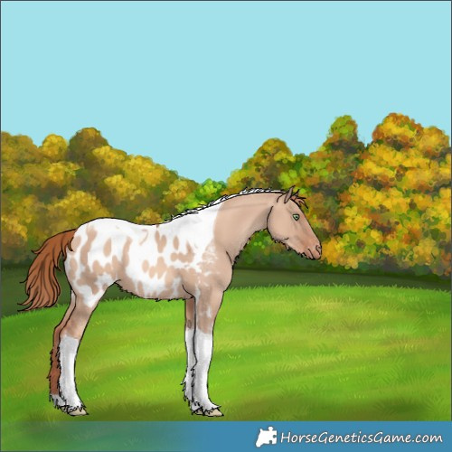 Horse Color:Gold Champagne Dun Tobiano Appaloosa 