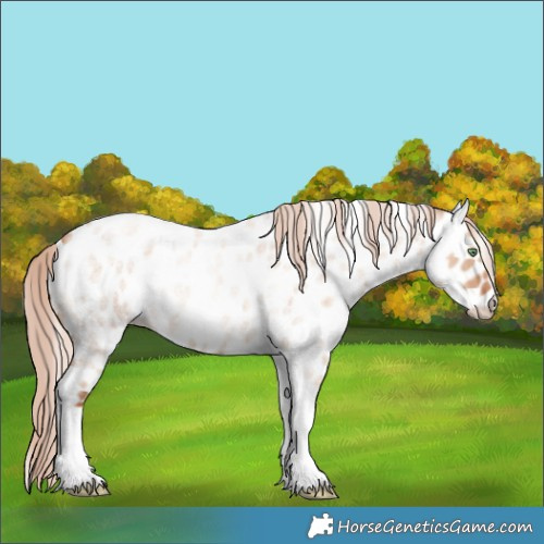 Horse Color:Gold Champagne Roan Dun Tobiano Near Leopard 