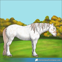 Horse Color:Gold Champagne Roan Dun Tobiano Near Leopard 