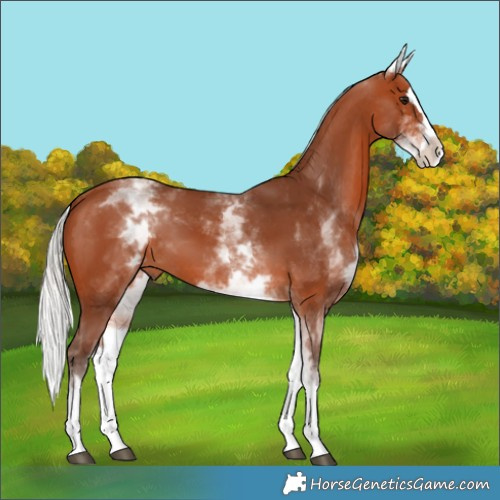 Horse Color:White Spotted Silver Bay Splash 