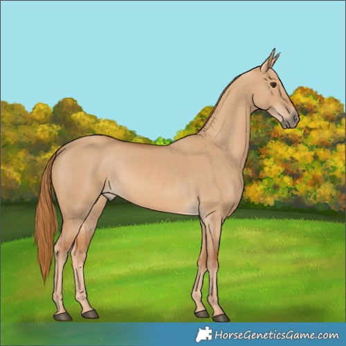 Horse Color:Red Dun