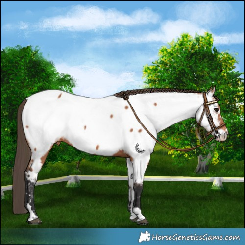 Horse Color:Bay Appaloosa 