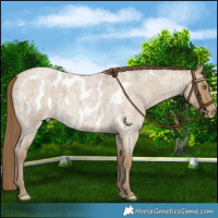 Horse Color:Classic Cream Champagne Roan Near Leopard 