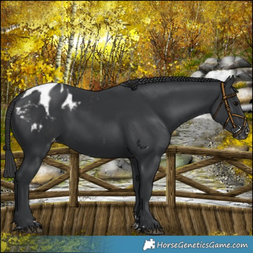 Horse Color:Black Appaloosa 