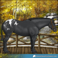 Horse Color:Black Blanket