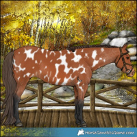 Horse Color:Bay Near Leopard 