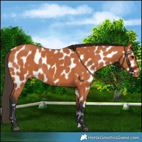 Horse Color:Bay Appaloosa