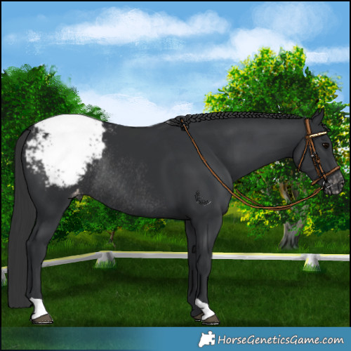 Horse Color:Black Appaloosa Rabicano 