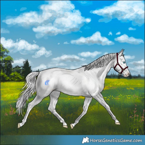 Horse Color:Silver Perlino Roan Dun Splash Tobiano Frame Appaloosa Rabicano 