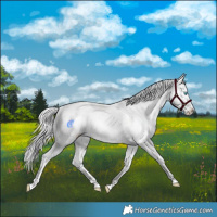 Horse Color:Silver Perlino Roan Dun Splash Tobiano Frame Blanket Rabicano 
