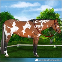 Horse Color:White Spotted Bay 