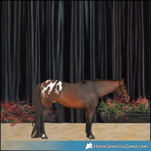 Horse Color:Bay Appaloosa 