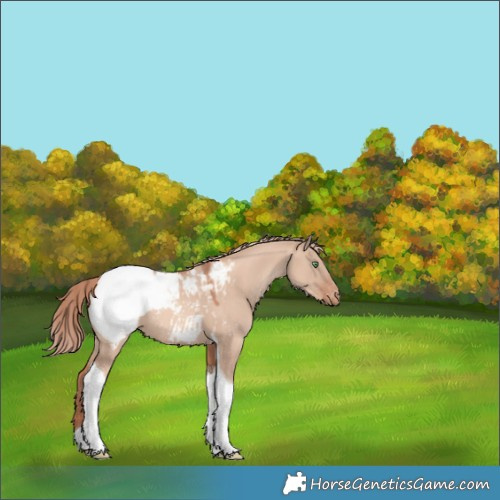Horse Color:Gold Champagne Dun Tobiano Appaloosa 