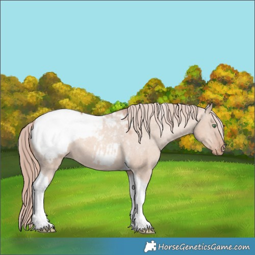 Horse Color:Gold Champagne Dun Tobiano Near Fewspot 