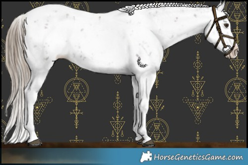 Horse Color:Liver Chestnut Sabino Splash Near Leopard 