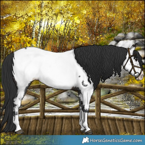 Horse Color:Brown Sabino Splash Appaloosa 
