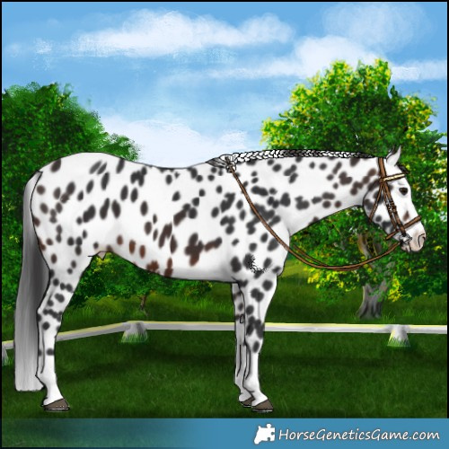 Horse Color:Brown Splash Leopard 
