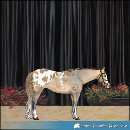 Horse Color:Buckskin Sabino Splash Appaloosa 