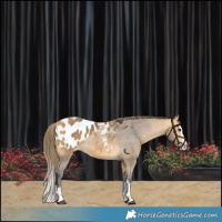 Horse Color:Buckskin Sabino Splash Appaloosa 