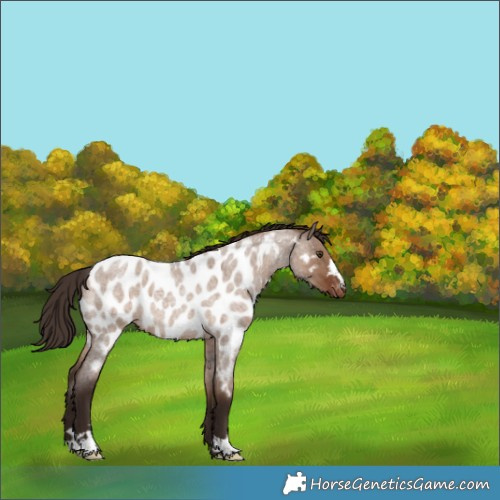Horse Color:Liver Red Dun Roan Near Leopard 