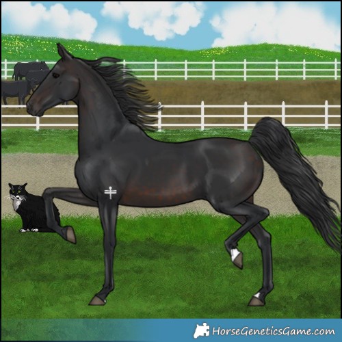 Horse Color:Brown 