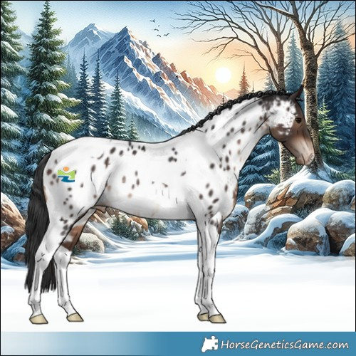 Horse Color:Brown Tobiano Appaloosa Rabicano 