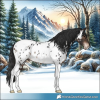 Horse Color:Brown Tobiano Appaloosa Rabicano 