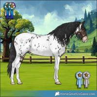 Horse Color:Brown Tobiano Appaloosa Rabicano