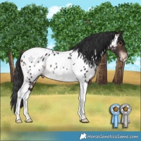 Horse Color:Brown Tobiano Appaloosa Rabicano 