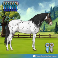 Horse Color:Brown Tobiano Near Leopard Rabicano 