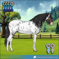 Horse Color:Brown Tobiano Appaloosa Rabicano