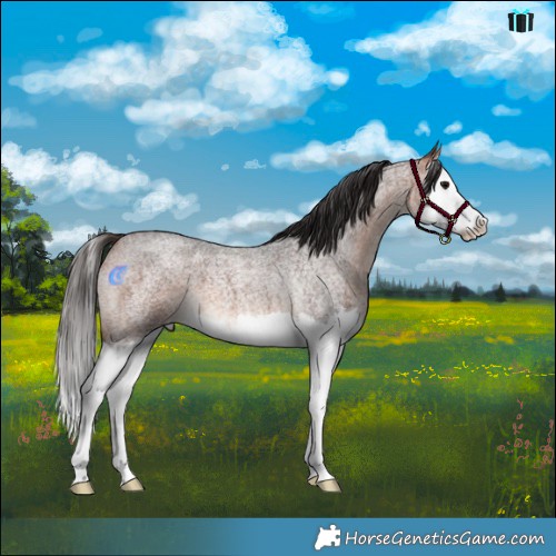 Horse Color:Bay Roan Splash 