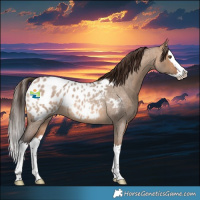 Horse Color:Bay Roan Dun Splash Appaloosa