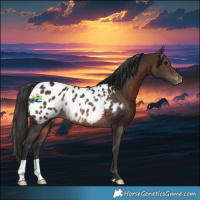 Horse Color:Brown Blanket Rabicano 