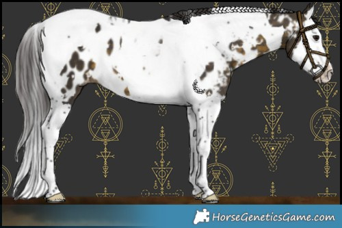 Horse Color:White Spotted Buckskin Splash Tobiano Near Leopard 
