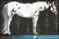 Horse Color:White Spotted Buckskin Splash Tobiano Near Leopard 