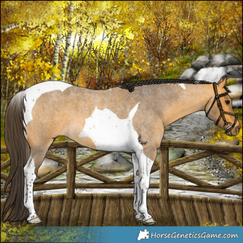 Horse Color:Buckskin Roan Tobiano