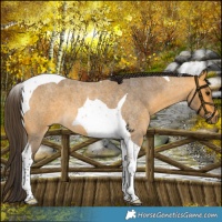 Horse Color:Buckskin Roan Tobiano 