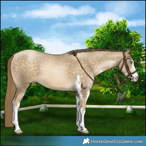 Horse Color:Buckskin Pearl Sabino