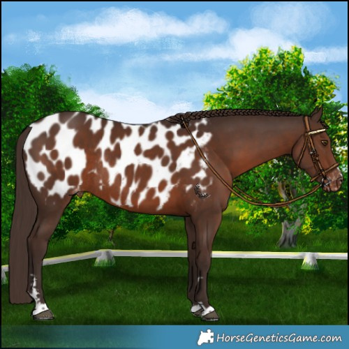 Horse Color:Liver Chestnut Appaloosa Rabicano