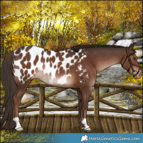 Horse Color:Liver Chestnut Appaloosa Rabicano