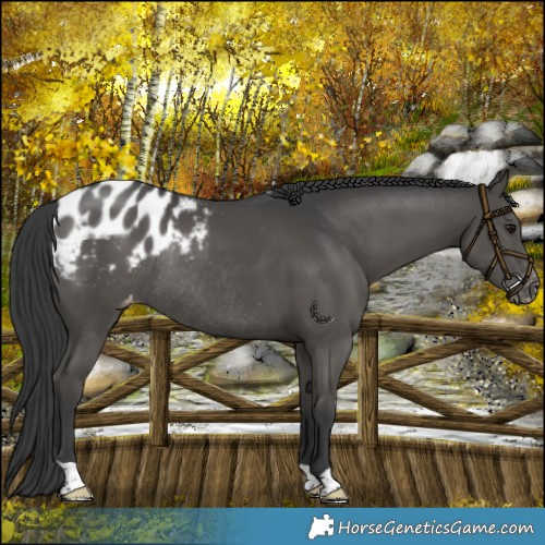 Horse Color:Black Appaloosa Rabicano