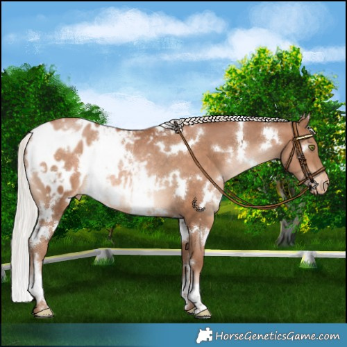 Horse Color:White Spotted Silver Brown Pearl Blanket Rabicano 