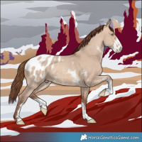 Horse Color:Amber Champagne Dun Sabino Appaloosa 