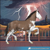 Horse Color:Liver Red Dun Sabino Splash Appaloosa