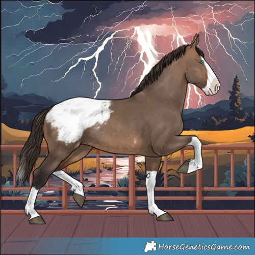 Horse Color:Brown Dun Splash Appaloosa Rabicano