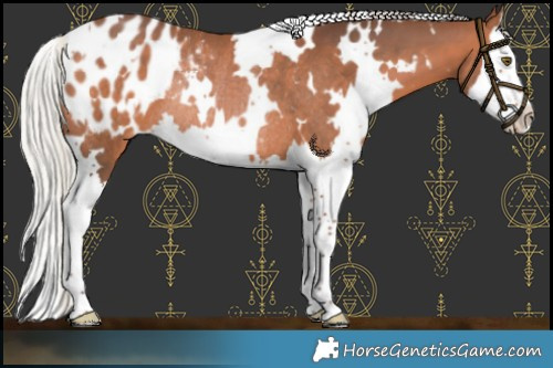 Horse Color:White Spotted Silver Brown Splash Blanket Rabicano 